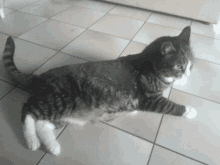 a cat is laying on a tiled floor