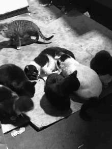 a black and white photo of a group of cats on a cardboard box