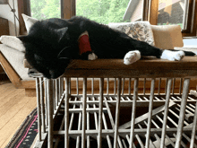 a black and white cat laying on a table