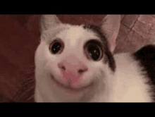 a close up of a cat making a funny face while looking at the camera .