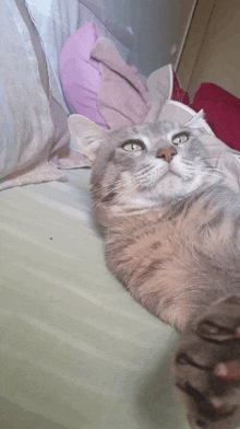 a cat laying on a bed with a pink pillow in the background