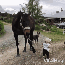 a little girl is walking a horse on a leash with a dog in the background and the words viralhog on the bottom