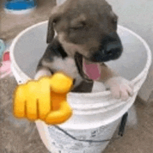 a puppy is sitting in a bucket and giving a fist .