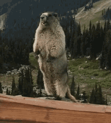 a ground squirrel is standing on its hind legs with its mouth open in front of a forest and mountains