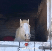 a white horse is sticking its tongue out while standing in a stable doorway .