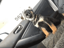 a german shepherd puppy is sitting in a car with the number 562 on the door