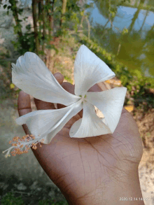 a person holding a white flower in their hand with the date of december 14th 14:09