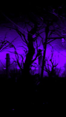 a purple light is shining through a dark forest