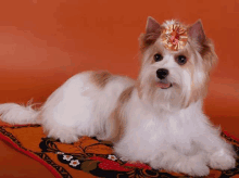 a small brown and white dog with a flower in its hair