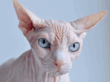 a hairless sphinx cat with blue eyes looks at the camera