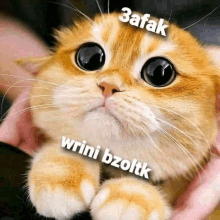 a close up of a cat with the words 3afak wrini bzoltk written on its face .