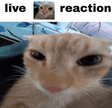 a close up of a cat 's face with the words live reaction above it