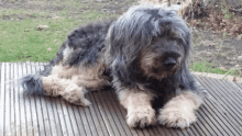 a dog is laying down on a wooden deck looking at the camera