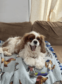 a brown and white dog is laying on a blanket