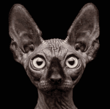 a close up of a hairless cat with big eyes