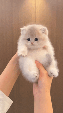 a person is holding a small white cat in their hands