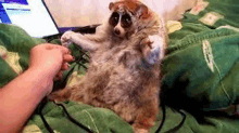 a person is petting a slow loris on a bed next to a laptop computer .