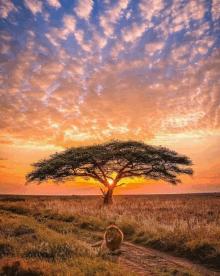 a lion is sitting under an acacia tree in the middle of a field at sunset