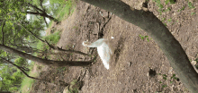 a white goose is standing on a dirt path near a tree