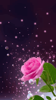 a pink rose with bubbles around it on a dark background