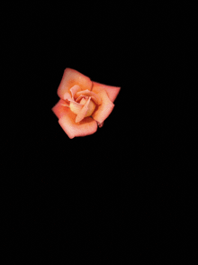 a close up of a pink rose with a black background