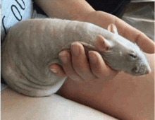 a person is holding a hairless rat in their hand .