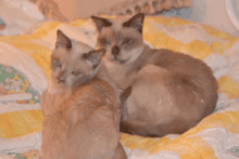 two cats laying on a bed with a yellow and white blanket