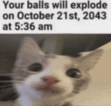 a cat is looking at the camera with a caption that says your balls will explode on october 21st