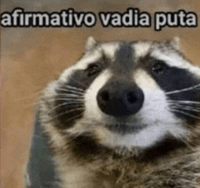 a raccoon is looking at the camera with the words `` afirmativo vadia puta '' written on the bottom .