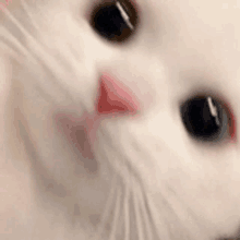 a close up of a white cat 's face with a pink nose and black eyes .