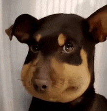 a close up of a dog 's face with a bee on it