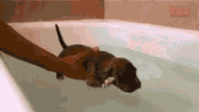 a person is holding a puppy in a bath tub .