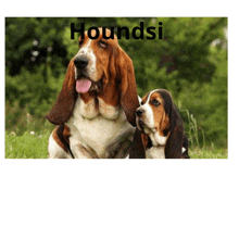 two basset hounds sitting next to each other with the word houndsi written above them