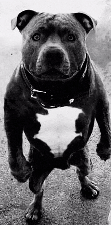 a black and white photo of a pit bull standing on its hind legs looking at the camera .