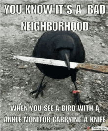 a bird with a knife in its beak is sitting on the ground .