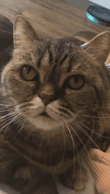 a close up of a cat 's face with a blurred background