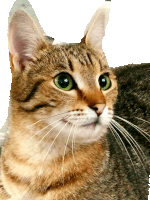 a close up of a cat 's face against a white background