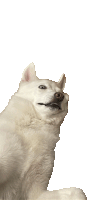 a white dog is looking up with a white background behind it