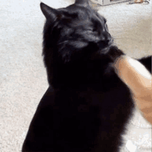 a black cat is petting another cat 's hand