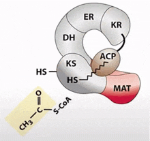 a diagram of the chemical structure of a protein with the letters er and kr visible