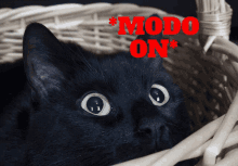 a black cat in a wicker basket with the word modo on