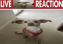 a picture of a dog with the words live reaction on the bottom