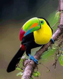 a colorful toucan perched on a tree branch with a blue foot