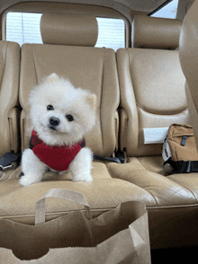 a small white dog wearing a red sweater sits in a car