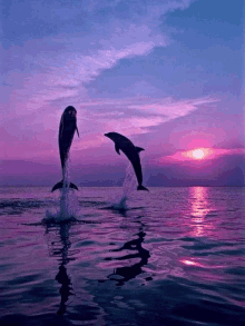 a couple of dolphins jumping out of the water at sunset