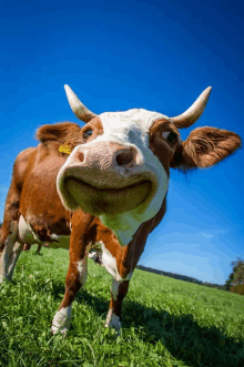 a brown and white cow with a yellow tag on its ear is smiling in a grassy field