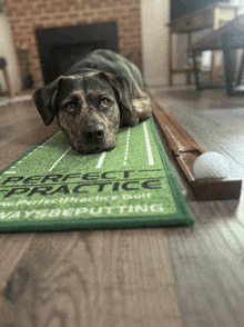 a dog is laying on a mat that says perfect practice golf