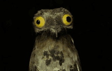 a close up of an owl with big yellow eyes looking at the camera in the dark .