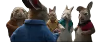 a group of rabbits are standing next to each other with one wearing a blue jacket