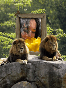 two lions laying on a rock in front of a picture frame